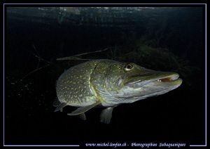 Pike I by Michel Lonfat 